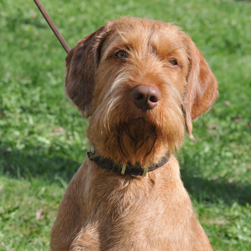 profil martin smrček